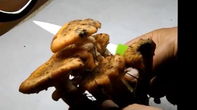 Съедобные грибы - Опенок осенний смотреть онлайн