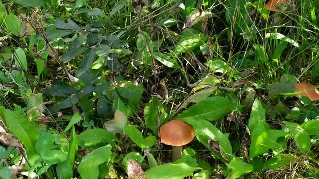 Река.ЧУСОВАЯ. смотреть онлайн