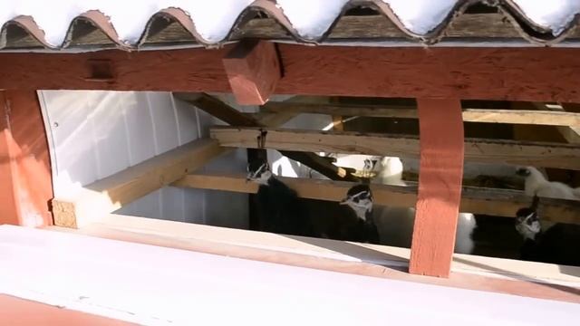 Красивый зимний курятник (удобный в обслуживании) смотреть онлайн