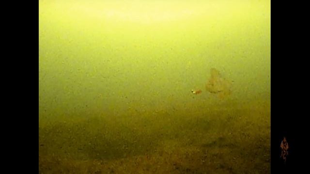 Ловля на мормышку по первому льду с подводными съёмками. смотреть онлайн