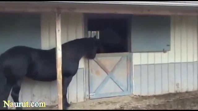 Самые смешные лошади умора смотреть онлайн
