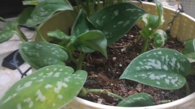 Scindapsus Pictus 'Silvery Anne' (#Silver #Pothos) Care | #Indian Weather