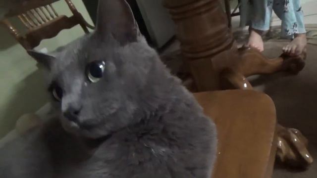 Grumpy Russian Blue Cat and Friendly Chihuahua Dog смотреть онлайн