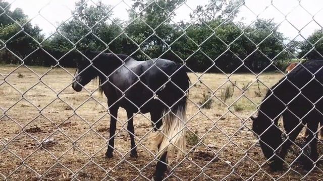"О чём плачут лошади" (рассказ) Ф. А. Абрамов смотреть онлайн