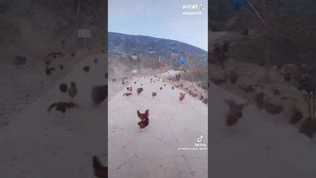цып цып смотреть онлайн