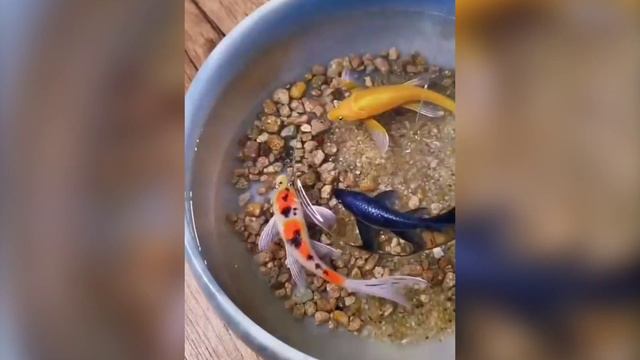 Красивых рыбов показывают смотреть онлайн