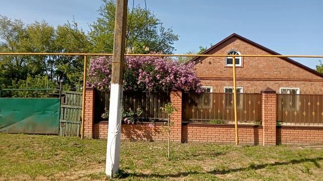 сирень в цвету))) смотреть онлайн