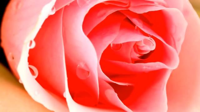 Просто розы и красивая музыка /ДиДюЛя - Водопад/ смотреть онлайн