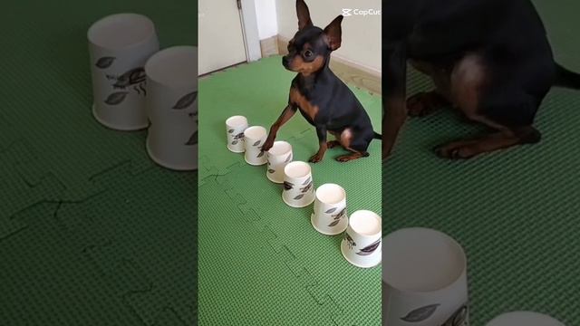 smart Chihuahua #dog #challenge #cute #smart #trending #viral #short смотреть онлайн