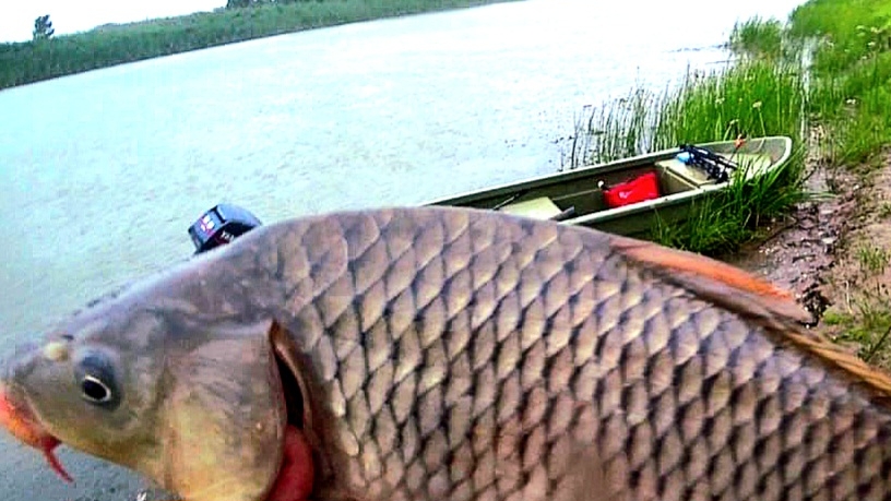 ДИКИЕ САЗАНЫ ВЫРЫВАЮТ СТОРОЖКИ! ЛУЧШАЯ ЛЕТНЯЯ РЫБАЛКА! Рыбалка на закидушки с ночевой