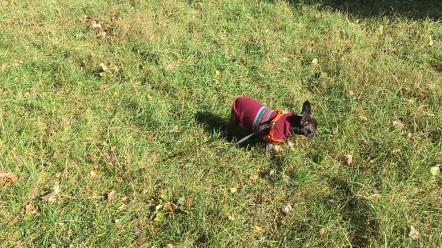 Французский бульдог Альма на прогулке хороший осенний день смотреть онлайн