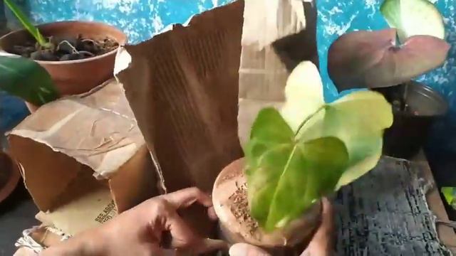 Unboxing a rare Anthurium/ A. Macrolobium ❤️ смотреть онлайн
