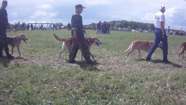 12 Всероссийская выставка охотничьих собак Р,Г. Выжлецы ст.возр . гр смотреть онлайн
