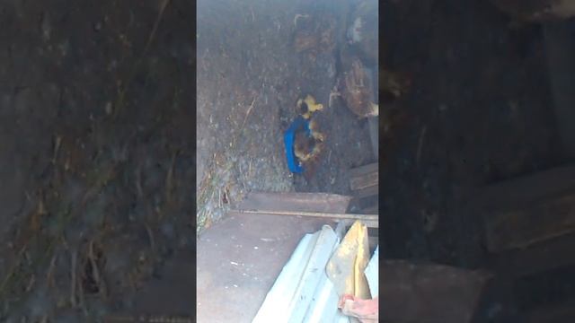 Купание утят... Сори за качество камера не повернулась?? смотреть онлайн