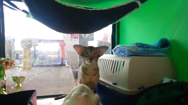 Честер - телескопический кот :-) смотреть онлайн