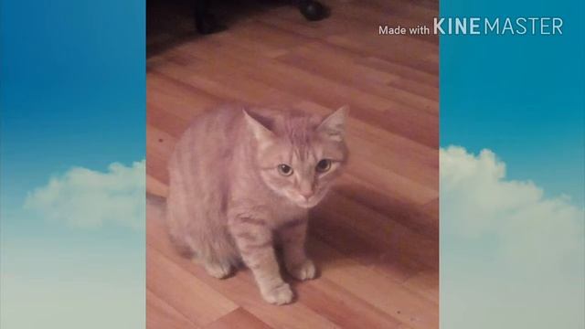 фото моего кота смотреть онлайн