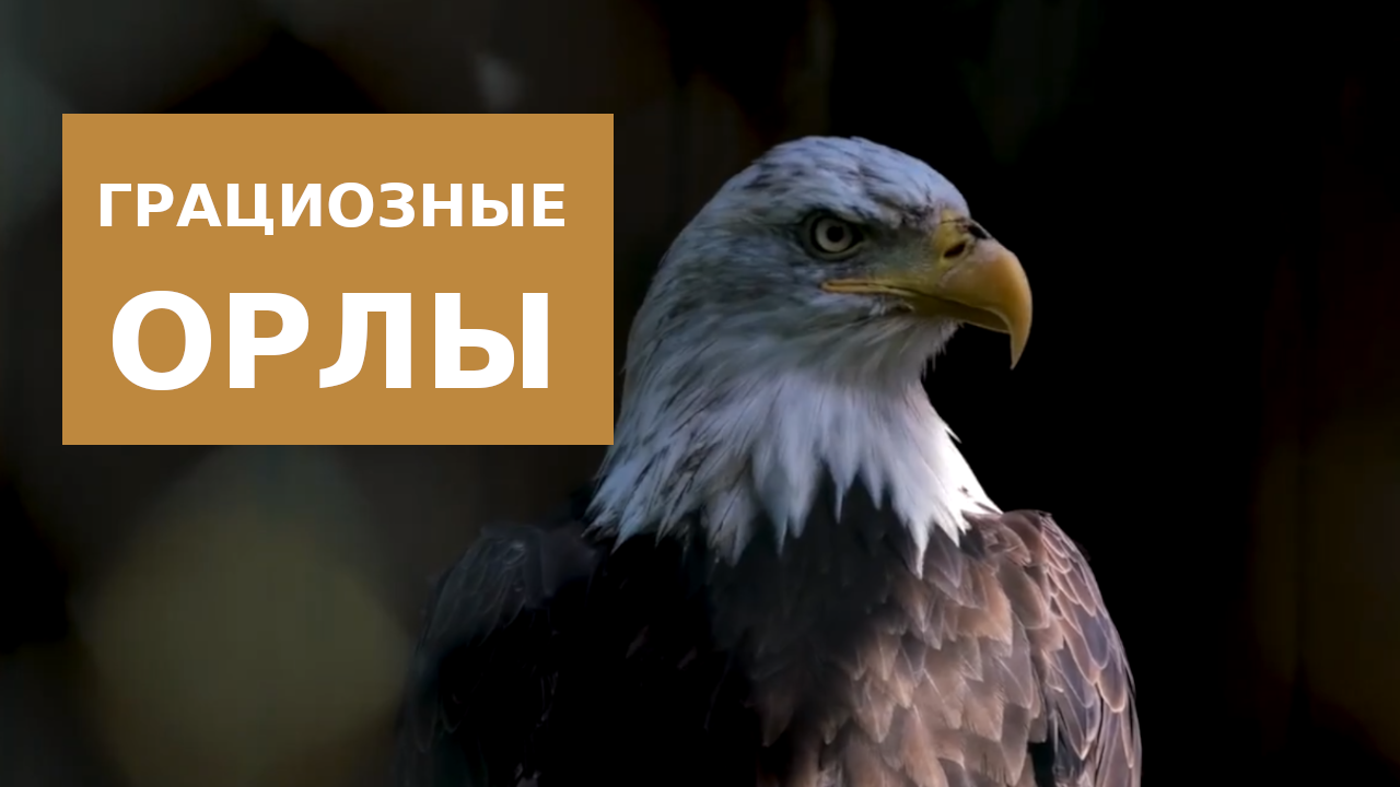 Грациозные Орлы смотреть онлайн
