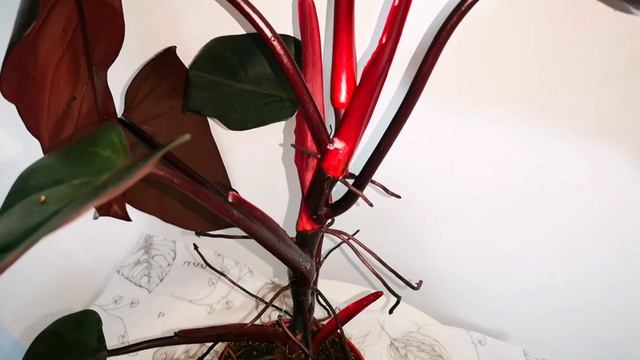 Plant Unboxing | plnts.com смотреть онлайн