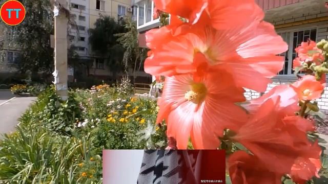 太惊喜！一场雪换来肖战三场新春营业，肖战对雪的喜爱不言而喻 смотреть онлайн