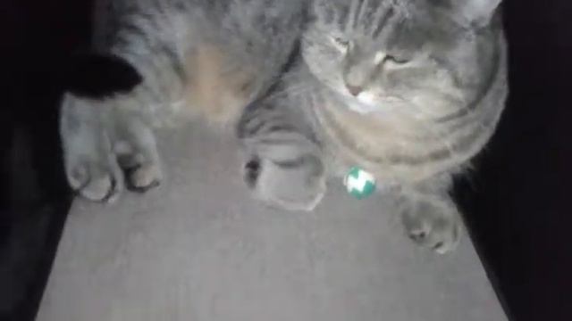 Что нужно брать с собой в дорогу с кошкой смотреть онлайн