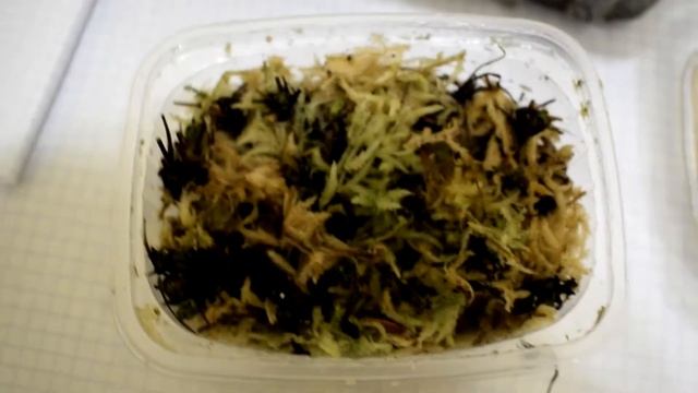 Зимовка росянок. смотреть онлайн