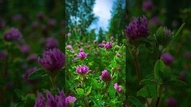 Русская душа как природа хороша