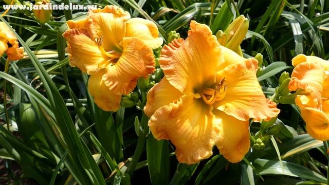 Цветение сортового лилейника DIFFERENT DIRECTION в саду www.jardindelux.ru смотреть онлайн