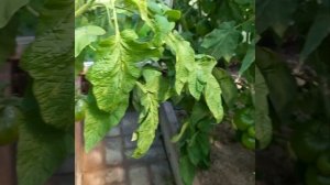 Томат сорт Чёрный айсберг. Обзор.