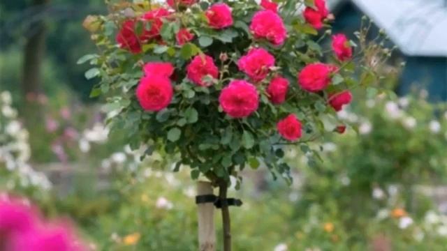 Миллион алых роз - Anh Ngọc смотреть онлайн