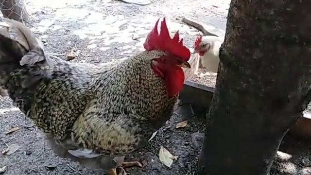 Аспирин для кур несушек ???кормление и содержание в жару ?️? смотреть онлайн