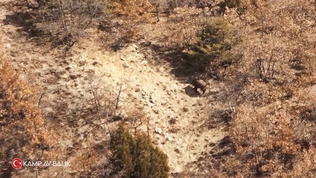 PERFECT WILD BOAR HUNTING- SARIKAYA YABAN DOMUZU AVI-CHASSE AU SANGLIER смотреть онлайн