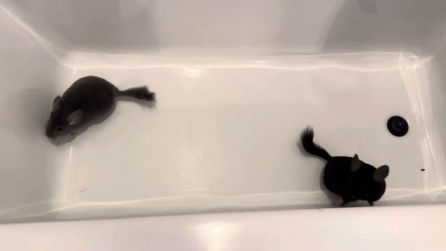 Что делать когда собаки не слушаются? Волшебство!! смотреть онлайн