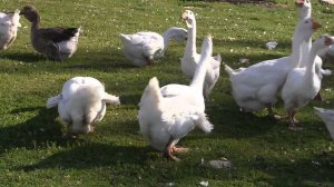 Гуси Золотухина Николая Ивановича. Экспедиция по гусеводческим хозяйствам №1