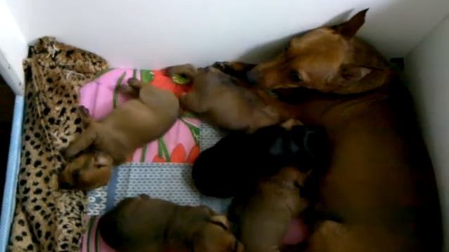 Щенки Цвергпинчера_г. Фрязино смотреть онлайн