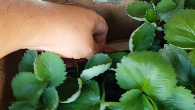 Отправляю рассаду в Ставрополь. смотреть онлайн