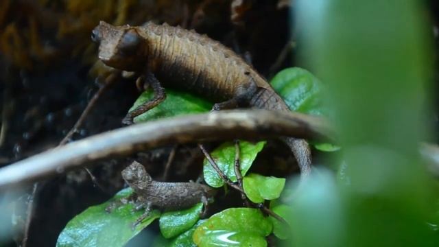 Brookesia stumpffi male and hatchling. смотреть онлайн