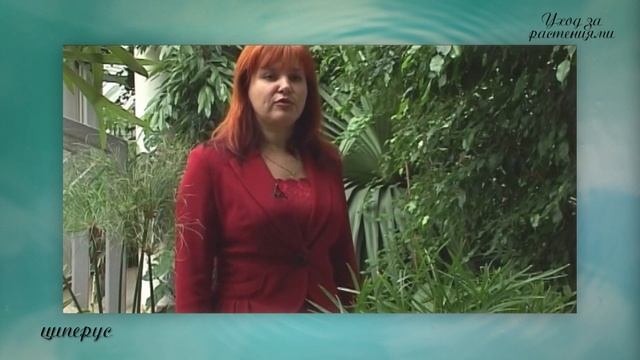 Циперус. Уход за растениями #циперус смотреть онлайн