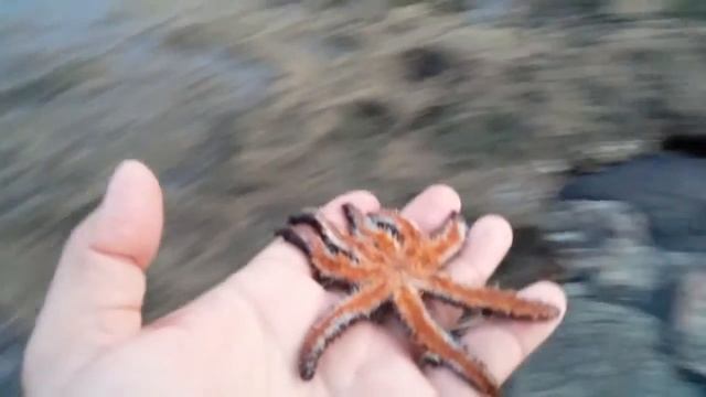 Морская звезда - Тенерифе смотреть онлайн