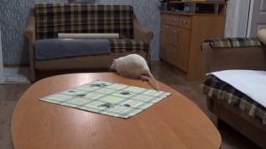 Смелые крысы! Прыжки на дистанцию!