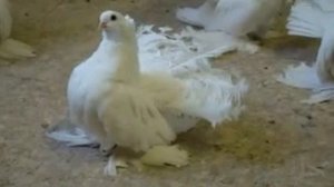 Омские статные голуби