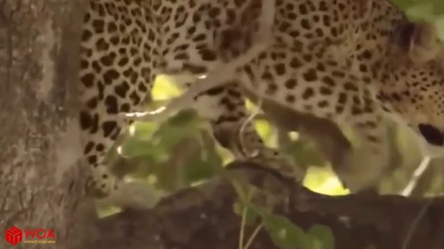 Mother Monkey Hold Baby One Week After Failed To Protect From Leopard Hunting | Poor Baby Monkey смотреть онлайн