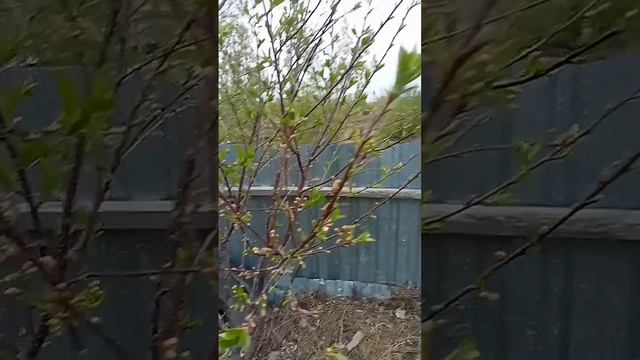 Слива цветет !! потихоньку делаем всё дела на участке #2023 #огород #сад #дом #семья #участок #лето смотреть онлайн