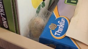 Гусеница тутового шелкопряда доплетает кокон изнутри