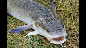 Ловля налима в марте.Азы Профессионалов    #16 НА ВКЛАДКЕ "В ТРЕНДЕ