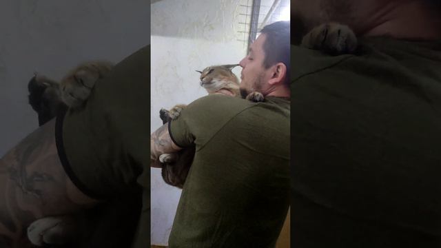 Каракет Фира , выросла но на руках сидеть обожает. #caracal #каракал #cute #caracat #сервал смотреть онлайн