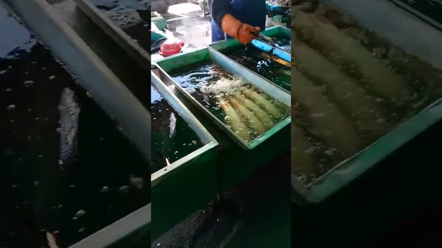 Рыбный ряд рынок Дарницкий смотреть онлайн