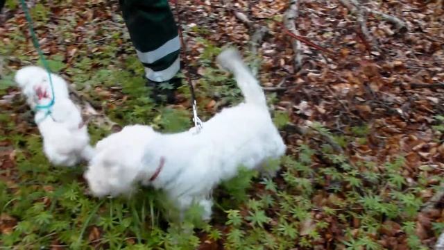 Nana (Sojus Scilla Siberica) 6 mths old on her first track. смотреть онлайн
