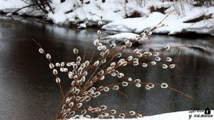 ТОЛЬКО СЕГОДНЯ! Что делать с прошлогодней вербой? Куда девать вербу. С Вербным воскресеньем!