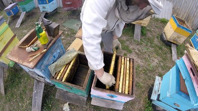 Посадка медоносов вокруг пасеки! Аморфа-медонос и пыльценос! Замена ульев на чистые. смотреть онлайн