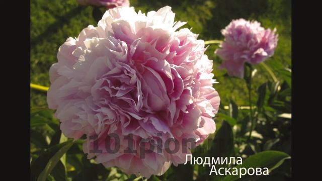 Розовые пионы. Сорта. смотреть онлайн